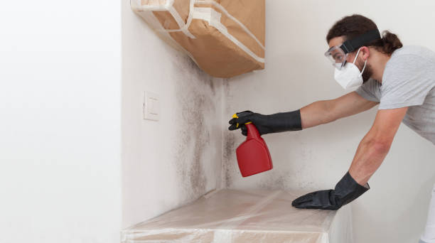 Professional Basement Mold Removal technician working in Jessup, MD