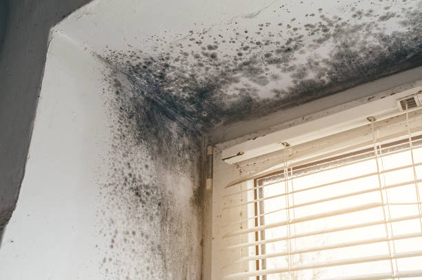 Affordable Basement Mold Removal solutions in Jessup, MD